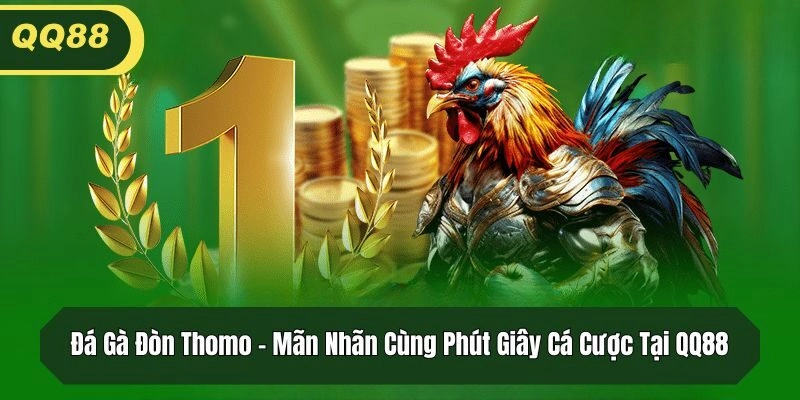 Đá Gà Đòn Thomo - Mãn Nhãn Cùng Phút Giây Cá Cược Tại QQ88